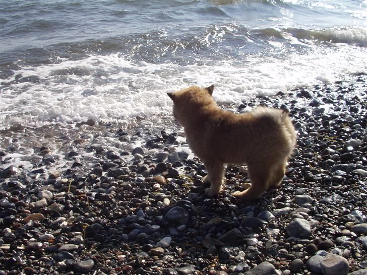 Eurasier linka billede 13