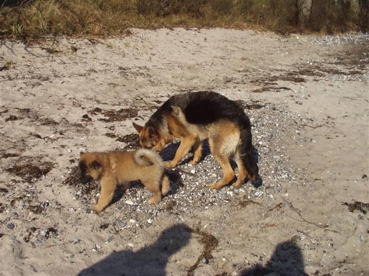 Eurasier linka billede 14