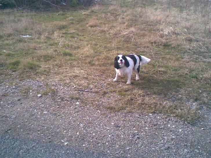 Blanding af racer Panda <'33 billede 17