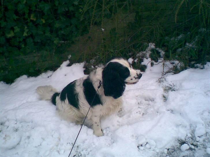 Blanding af racer Panda <'33 billede 18