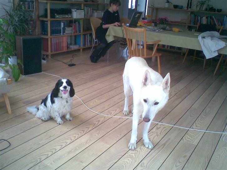 Blanding af racer Panda <'33 billede 19