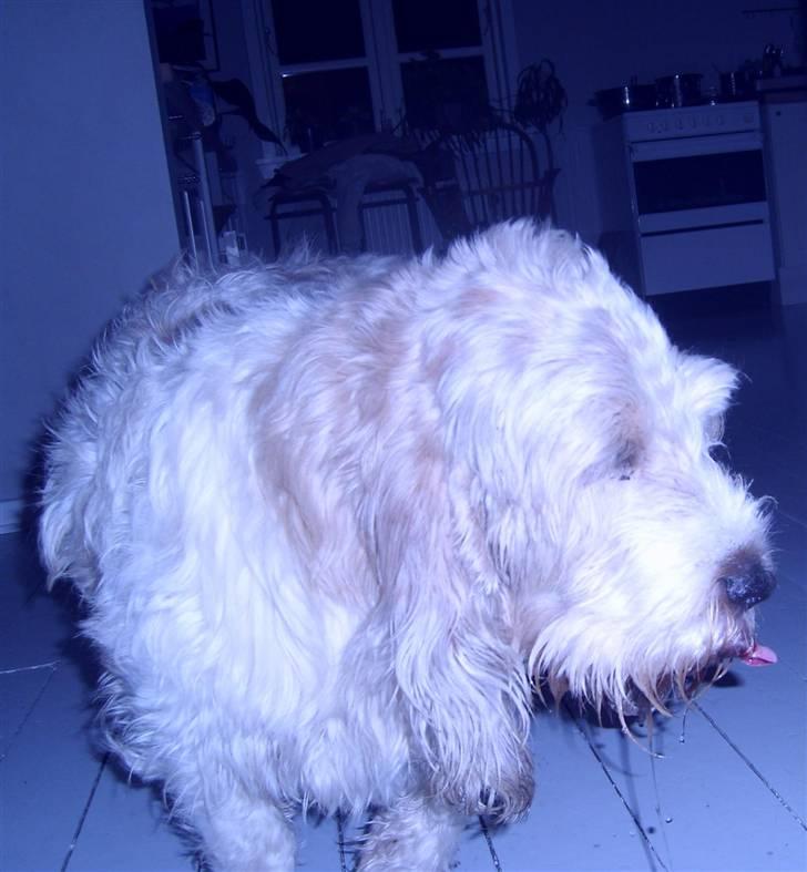 Grand basset griffon vendéen Fiffi<3 AFLIVET ;´(  billede 18