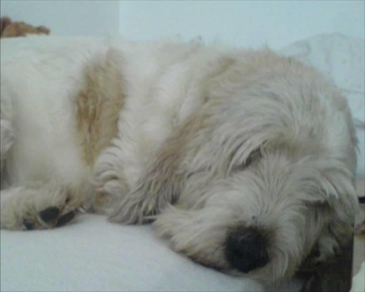 Grand basset griffon vendéen Fiffi<3 AFLIVET ;´(  - Godmorgen ( ; Heehe.. billede 19