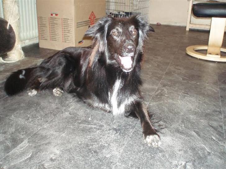 Border collie Qato billede 1