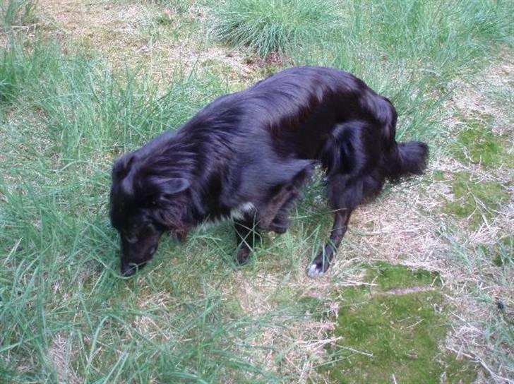 Border collie Qato - Det er sjovt at gå spor billede 2