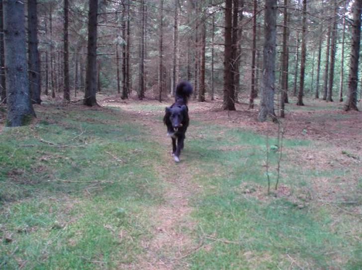 Border collie Qato billede 3