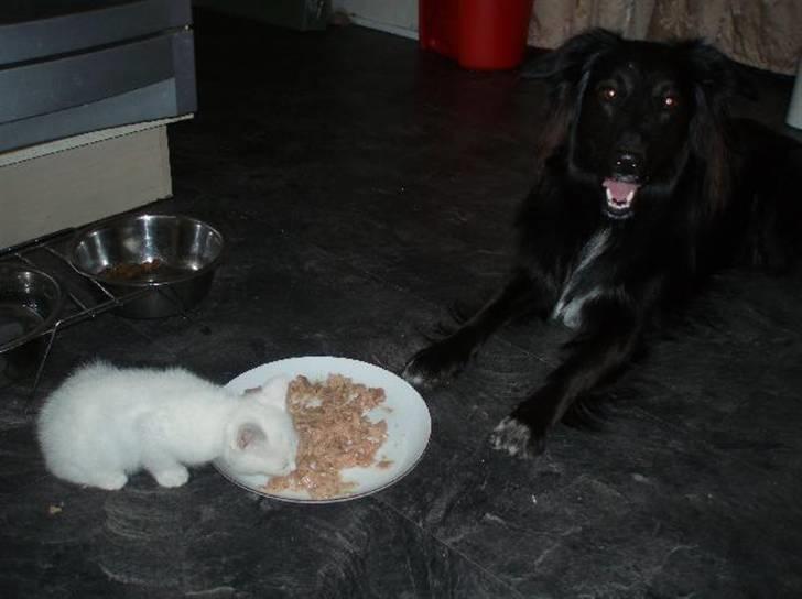 Border collie Qato - Man må pænt vente til katten er færdig med at spise.. billede 4