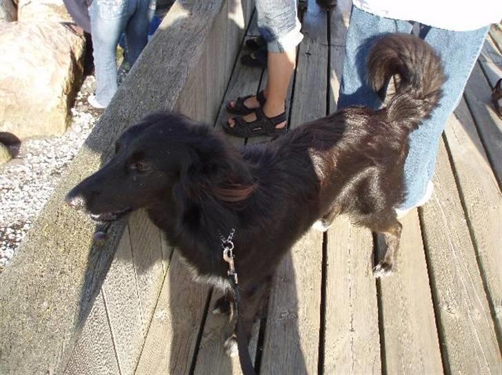 Border collie Qato - Sker der noget spændende derover? billede 5