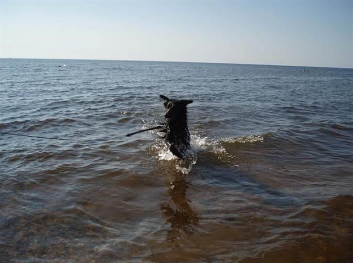 Border collie Qato - En rigtig vandhund billede 6