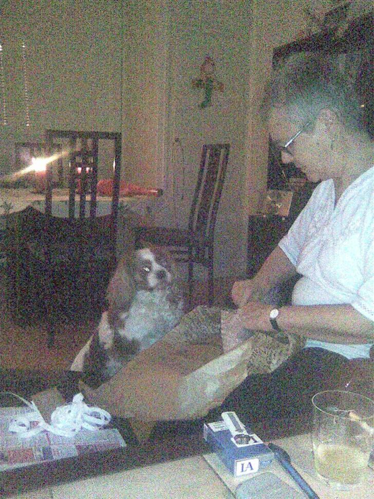 Cavalier king charles spaniel Cocco - Mormor og Cocco pakke julegave ud...jubii billede 13