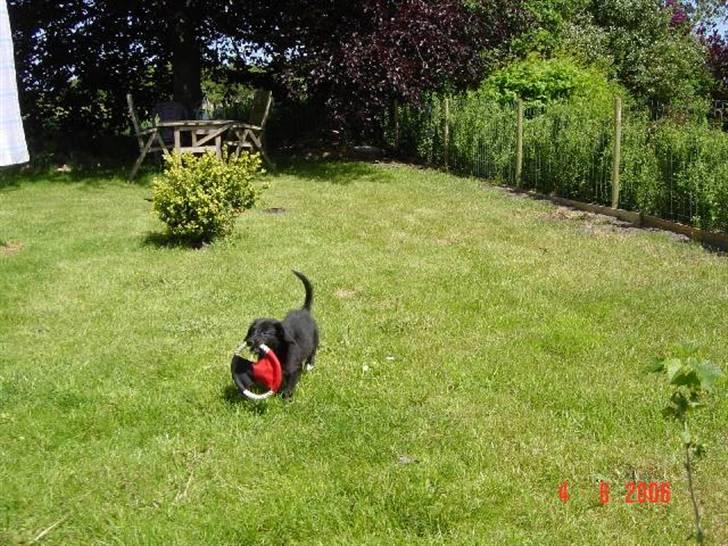 Border collie Qato - Qato som hvalp(ca. 10 uger) billede 7