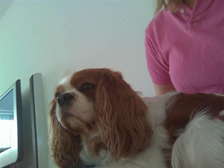 Cavalier king charles spaniel Cocco - Min lille prinsesse billede 14