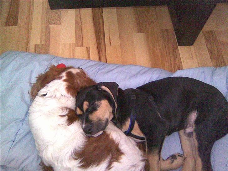 Cavalier king charles spaniel Cocco - Cocco og lillebror Cæcar billede 15