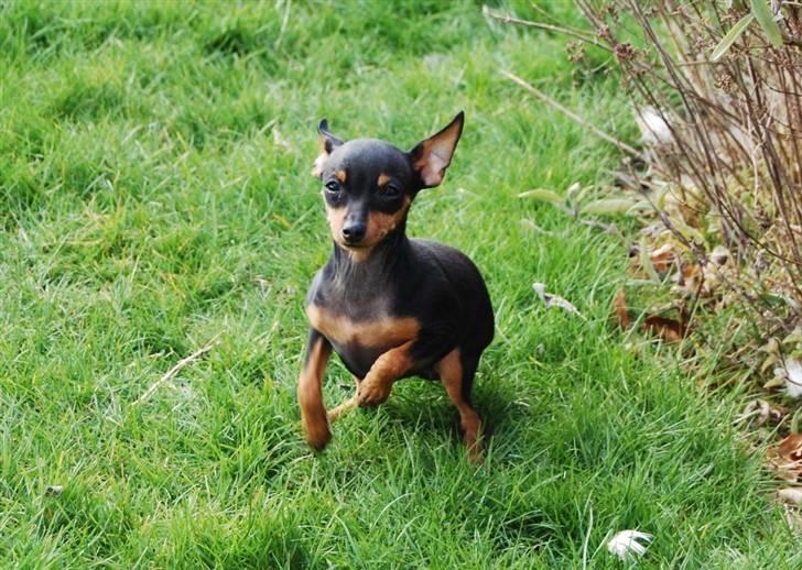 Prazsky krysarik Clea - Fuld af løjer i forårssolen billede 5