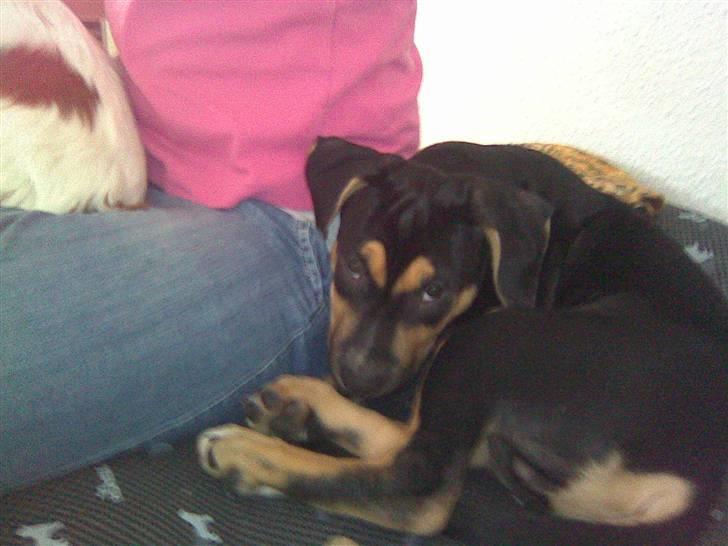 Cavalier king charles spaniel Cocco - Se den lille søde Cæsar billede 16