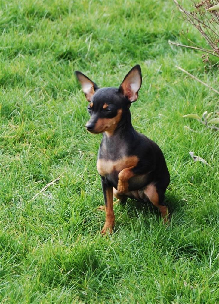 Prazsky krysarik Clea billede 6