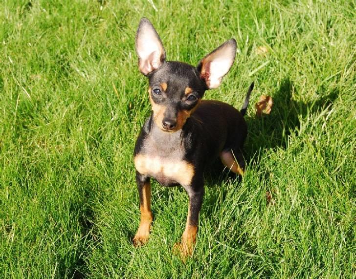 Prazsky krysarik Clea billede 7