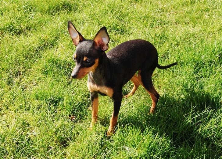 Prazsky krysarik Clea billede 8