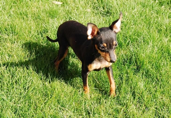 Prazsky krysarik Clea billede 9