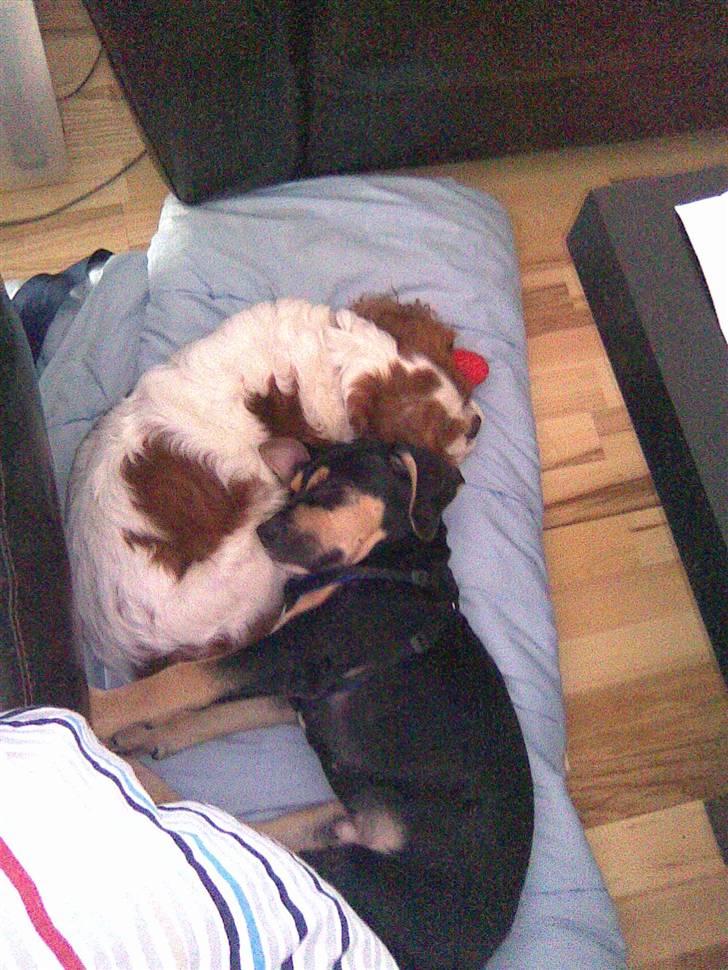 Cavalier king charles spaniel Cocco - Cocco og Cærsar putter billede 17