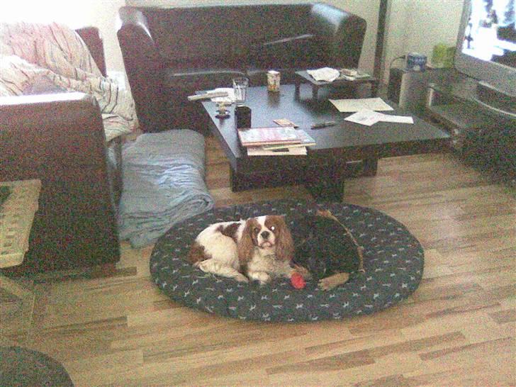 Cavalier king charles spaniel Cocco - Cocco og Cærsar putter billede 18