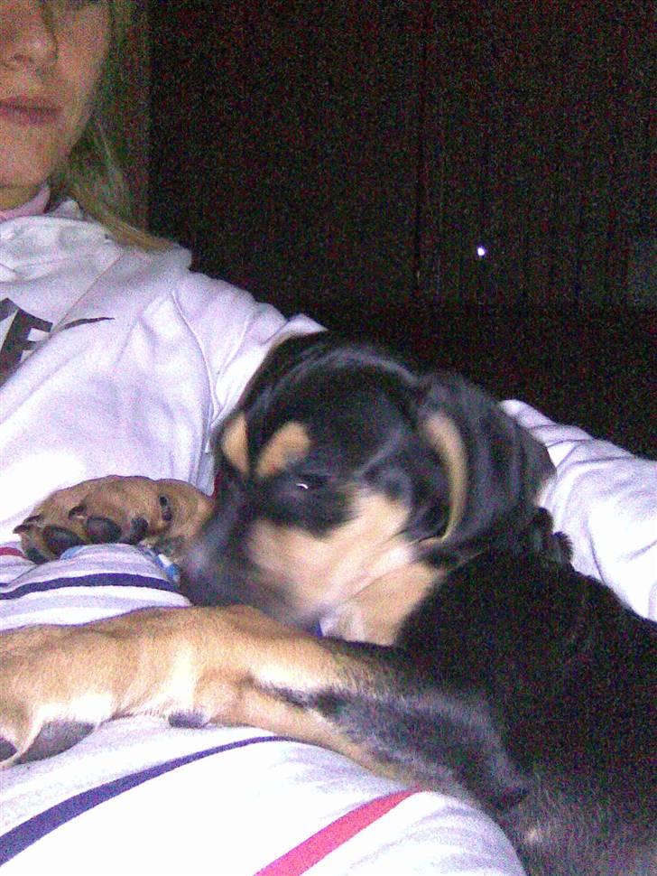 Cavalier king charles spaniel Cocco - Lillebror hygger hos mor billede 19