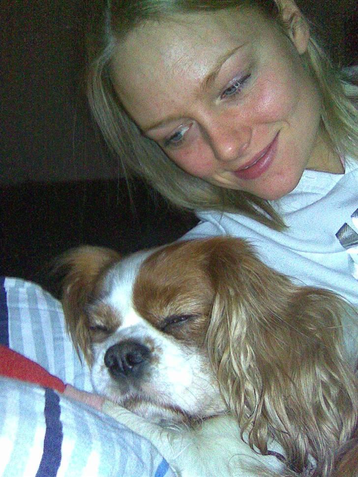 Cavalier king charles spaniel Cocco - Cocco er helt væk, efter en lang gå tur billede 20