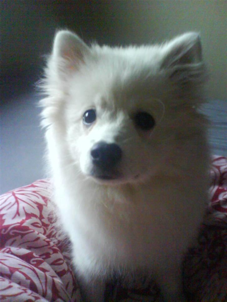 Japansk spids Aya billede 11