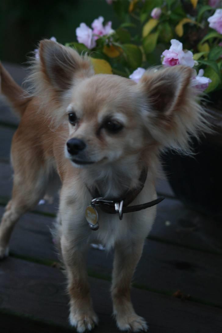 Chihuahua Noah Alpha Hunter billede 1