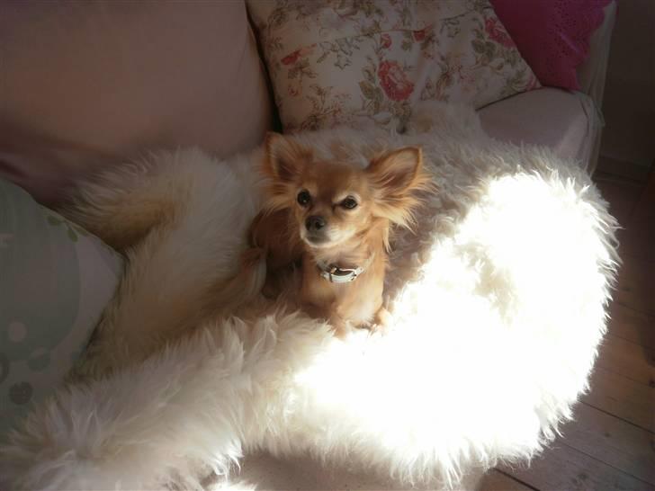 Chihuahua Noah Alpha Hunter billede 4