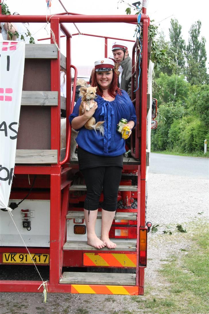 Chihuahua Noah Alpha Hunter - Student ´09 - Noah ville med op i vognen :p billede 5