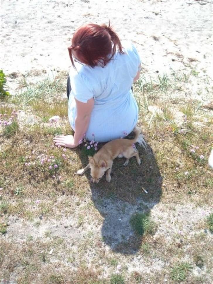 Chihuahua Noah Alpha Hunter - I sommerhus med pigerne - Noah er selvfølgelig med . Her udnytter han min skygge :p billede 6