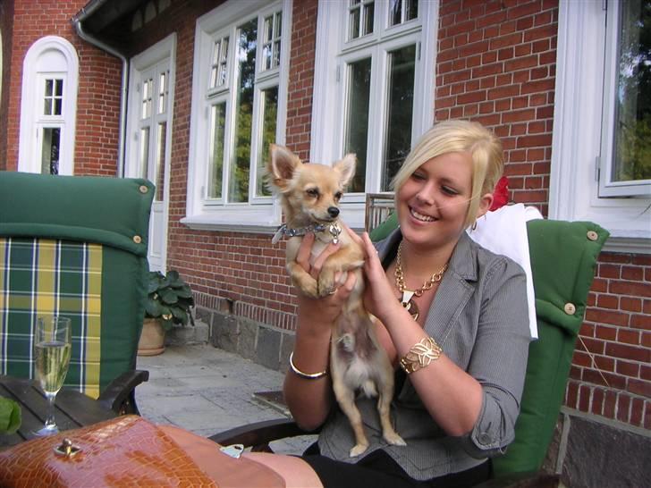 Chihuahua Noah Alpha Hunter - Limo-night på min venindes 19 års - Noah kiggede lige forbi (: billede 7
