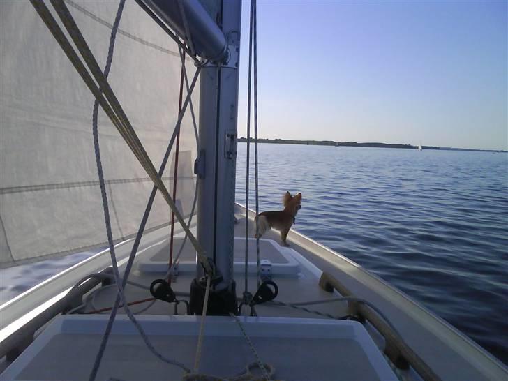 Chihuahua Noah Alpha Hunter - Noah på vores båd (: billede 8