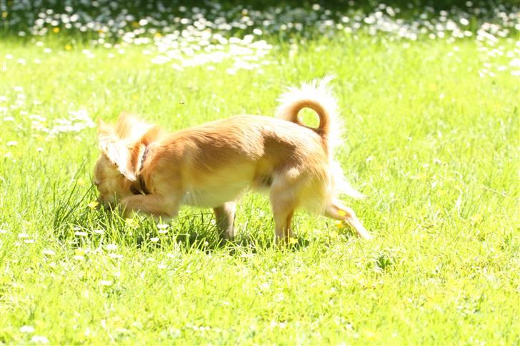 Chihuahua Noah Alpha Hunter billede 9