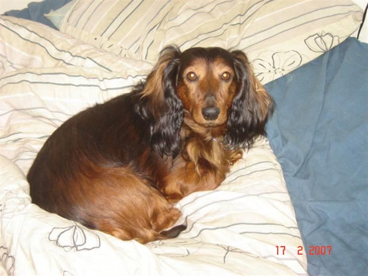 Dværggravhund Tyson billede 1