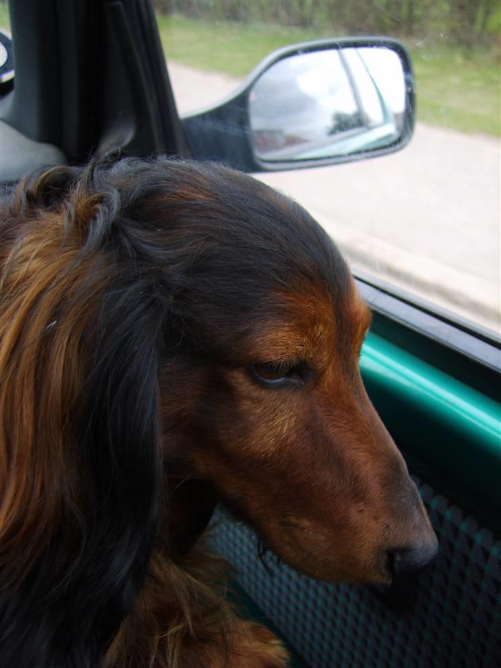 Dværggravhund Tyson billede 2