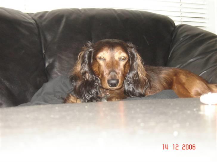 Dværggravhund Tyson billede 3