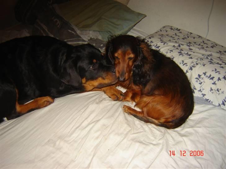 Dværggravhund Tyson billede 4