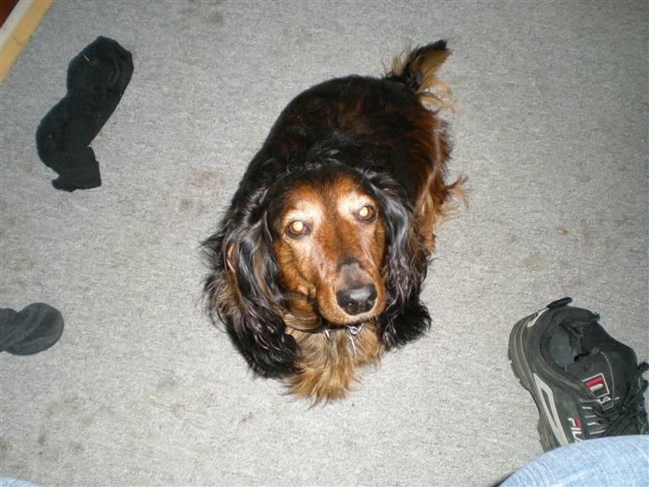 Dværggravhund Tyson billede 5