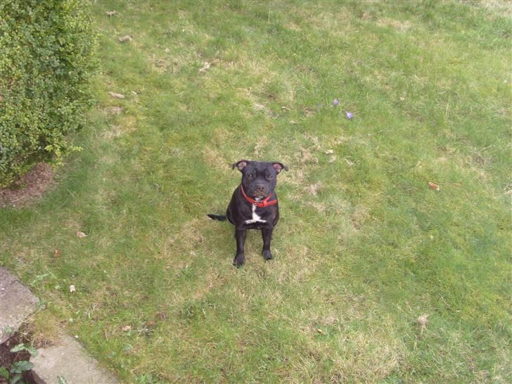 Staffordshire bull terrier Sif - hjalp lige far med at grave i jord billede 13