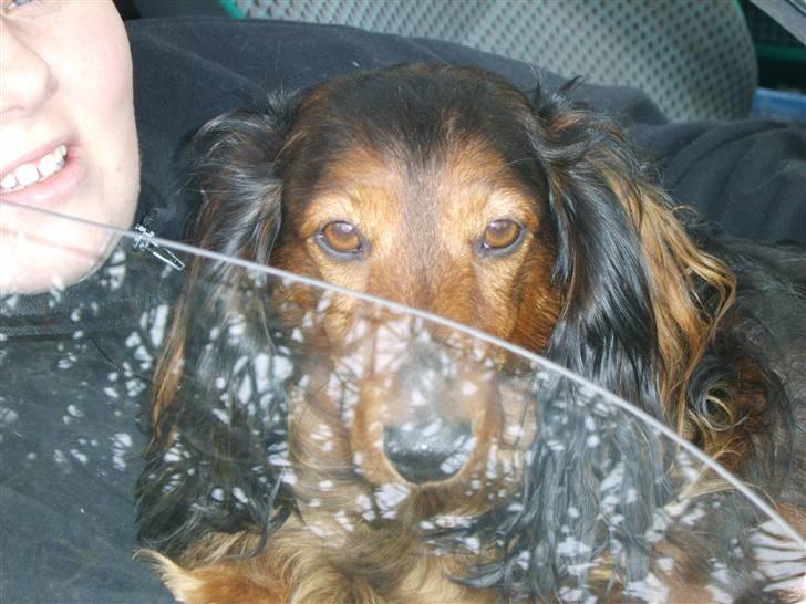 Dværggravhund Tyson billede 6