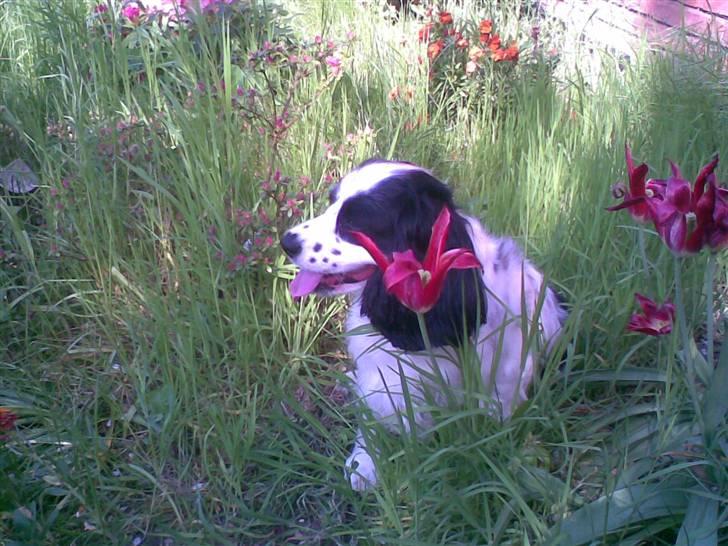 Blanding af racer Panda <'33 billede 20