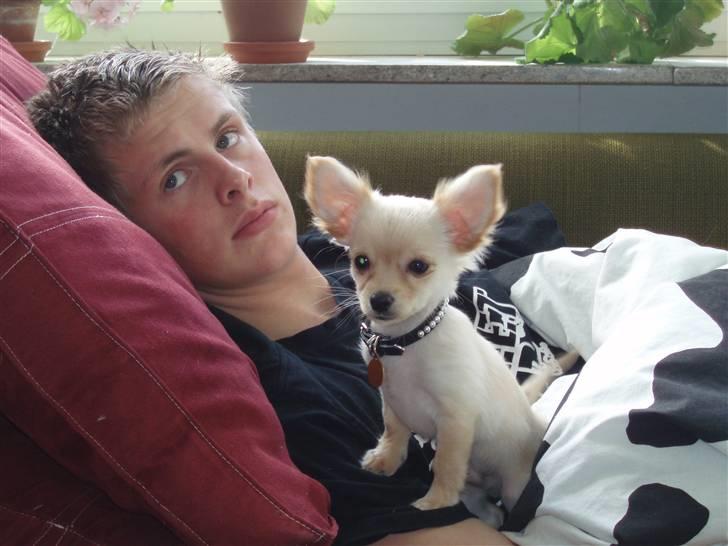 Chihuahua Noah Alpha Hunter - Min lillebror og Noah  billede 10