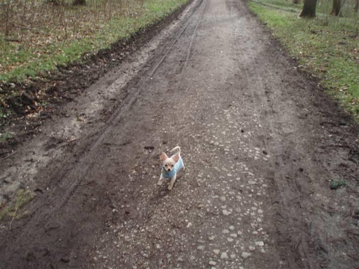 Chihuahua Noah Alpha Hunter - Noah i skoven (: Han er så lille q: billede 11