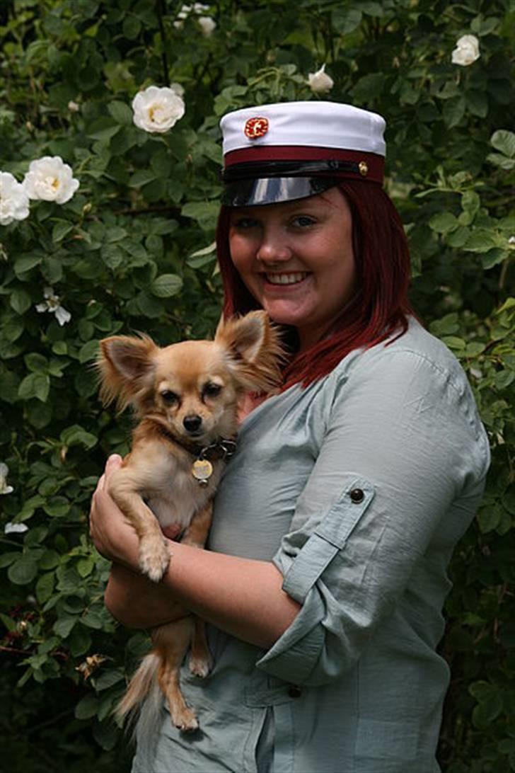 Chihuahua Noah Alpha Hunter - Student ´09 - Taget af Nathia Petersen :) billede 12