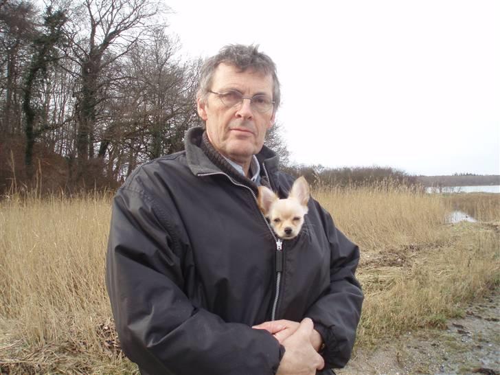 Chihuahua Noah Alpha Hunter - Med far i Boserup billede 13