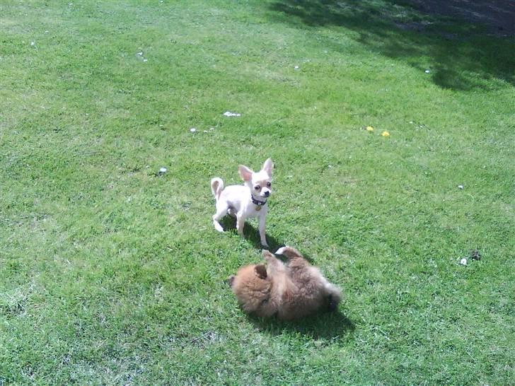 Chihuahua Noah Alpha Hunter - Noah og Maximus - Maximus er en lille pomeranier (: billede 14
