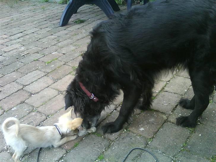 Chihuahua Noah Alpha Hunter - Noah og Birka leger (: billede 15