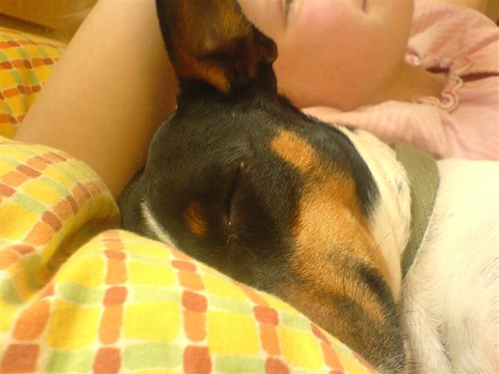 Dansk svensk gaardhund Trille billede 1